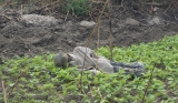 Could these be the mortal remains of Gordon Stockley?