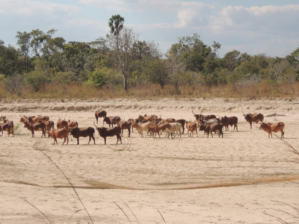 Gado Masai