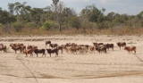 Gado Masai