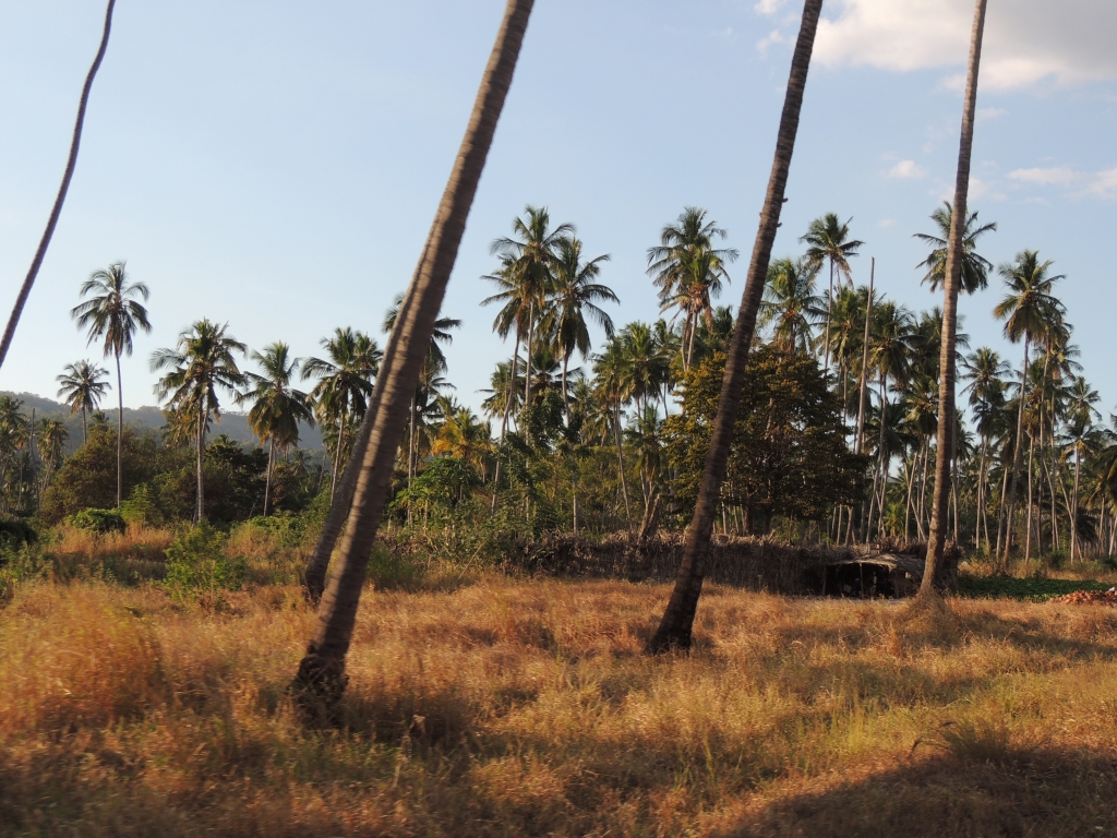 Palm trees along the road