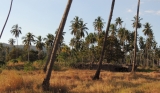 Palm trees along the road