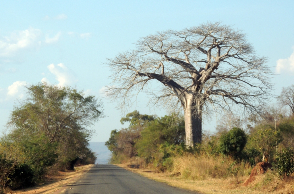 Road baobab