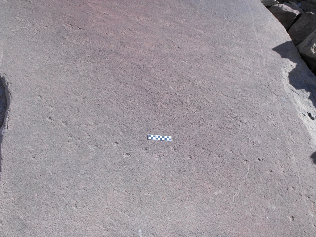 Tracks in the Twyfelfontein Formation