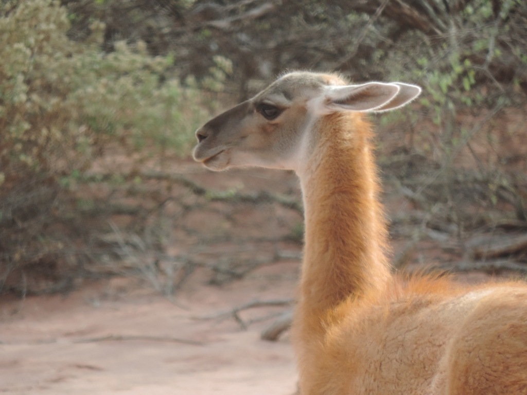 Guanaco at Talampaya National Park