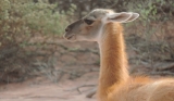 Guanaco at Talampaya National Park