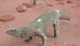 Aetosaur at Talampaya National Park