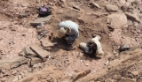 Martin and Belém digging