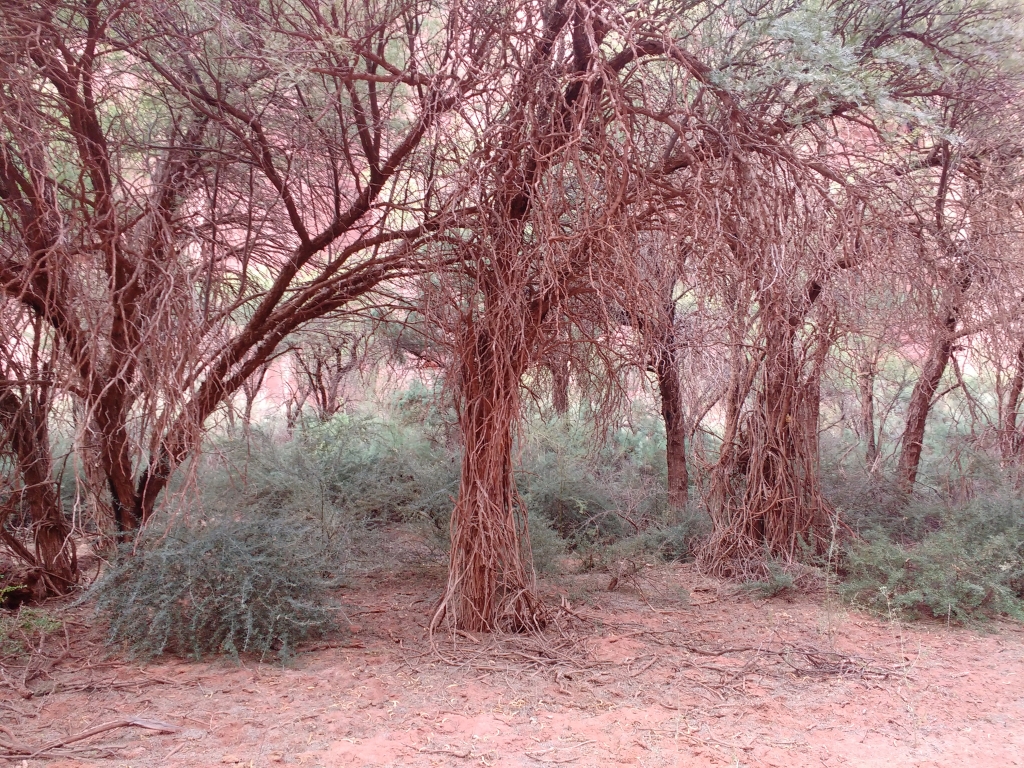 Algaroba trees at Talampaya National Park