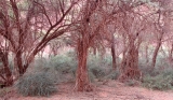 Algaroba trees at Talampaya National Park