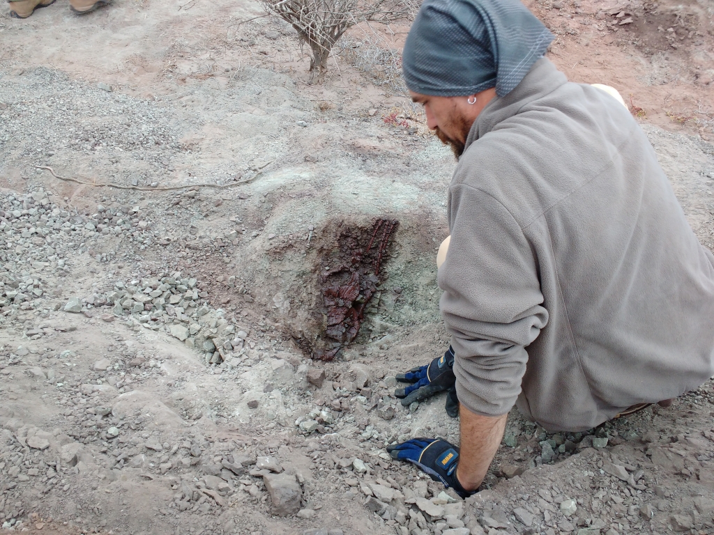 Rhynchosaur skull