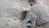 Rhynchosaur skull