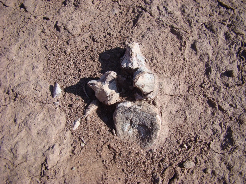 Rhynchosaur vertebra