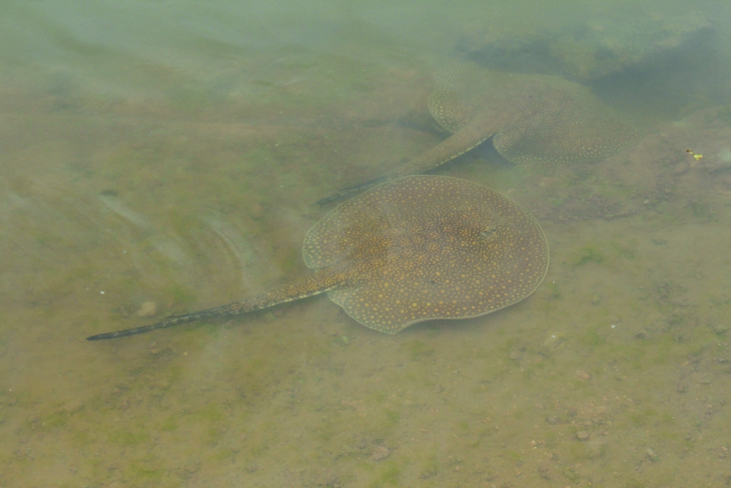 September/2016 field-trip - Juruá River rays