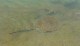 September/2016 field-trip - Juruá River rays