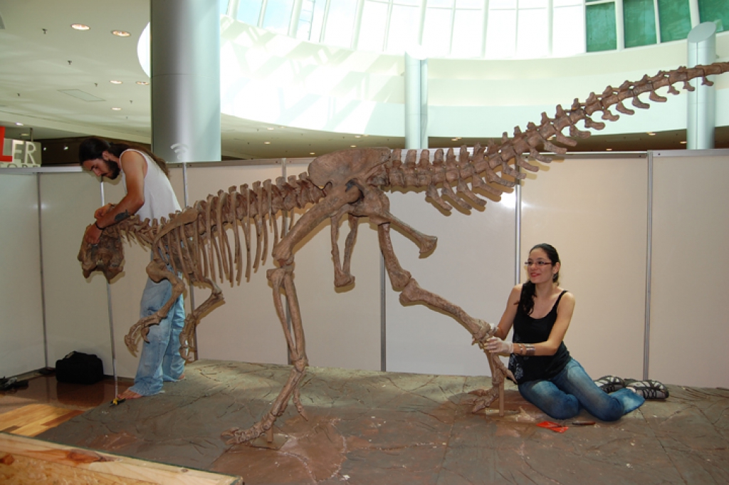 Montagem da exposição 'Dinossauros da Patagônia', Ribeirão Preto (2011)