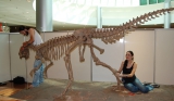 Making of the exhibition 'Dinossauros da Patagônia', Ribeirão Preto (2011)