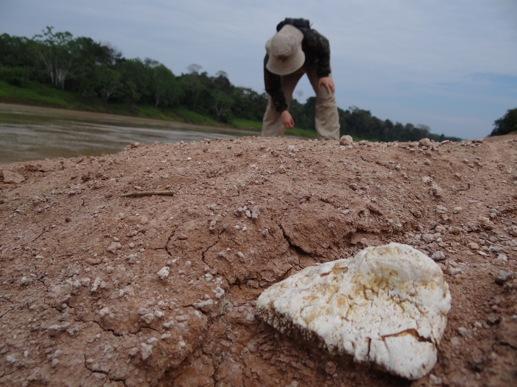 August/2013 field-trip - Annie and the <i>Purusaurus</i> osteoderm, Purus River