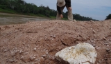 August/2013 field-trip - Annie and the <i>Purusaurus</i> osteoderm, Purus River