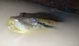 August/2013 field-trip - Anaconda trapped under the boat, Purus River