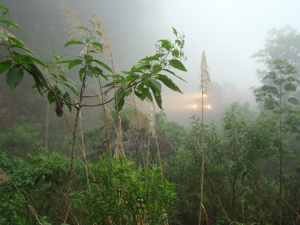 Campo junho/2008 - Trem surgindo por detrás da neblina matutina