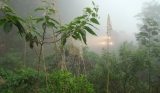 June/2008 field trip - Train appearing amid the morning fog