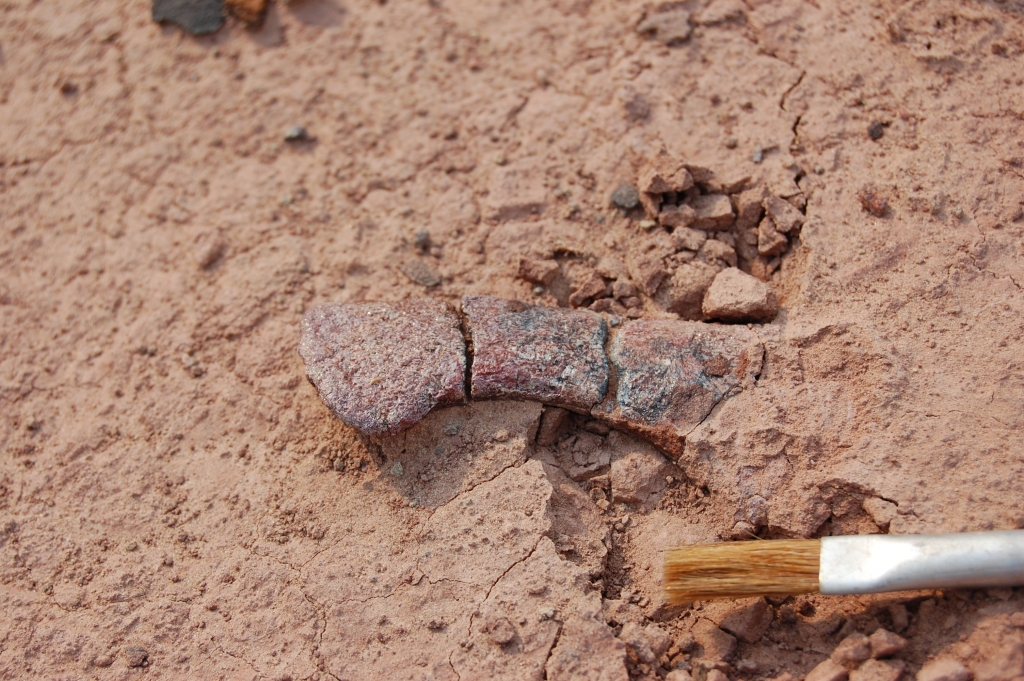 Campo setembro/2007 - Fossil appears in the red beds