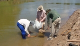 August/2014 field-trip - Sieving sediments, Juruá river