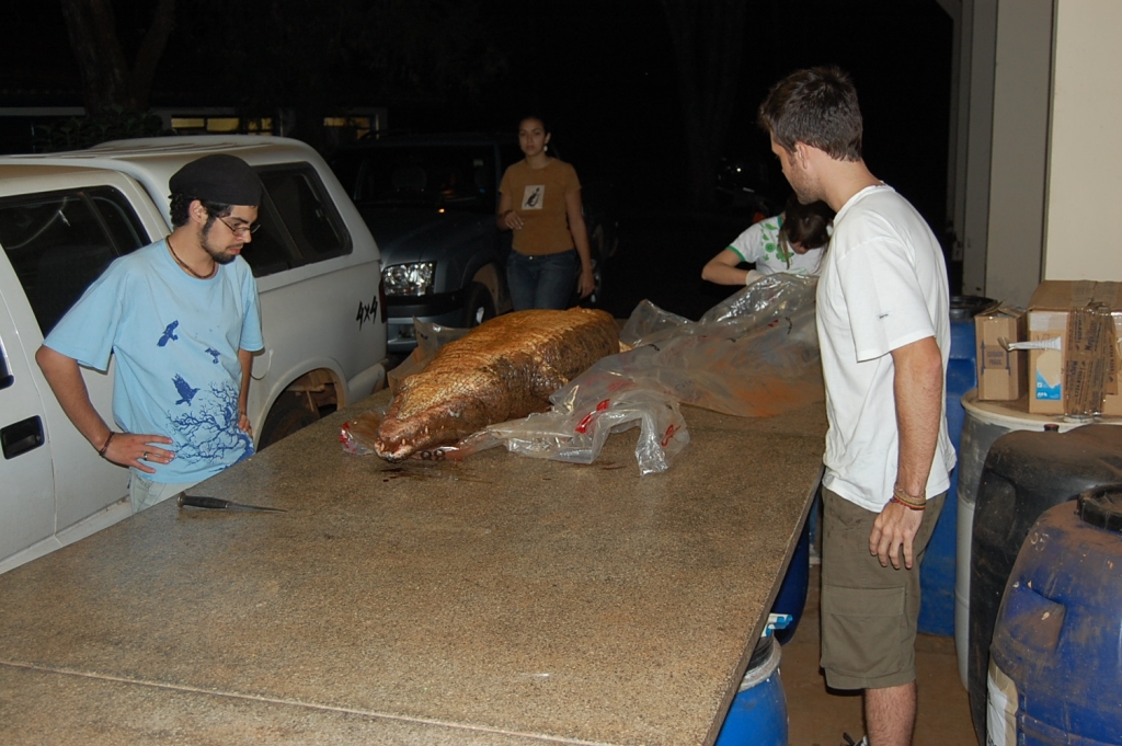 Dealing with a dead croc (2009)