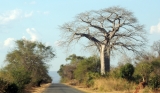 Road baobab