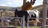Vaca bem tratada