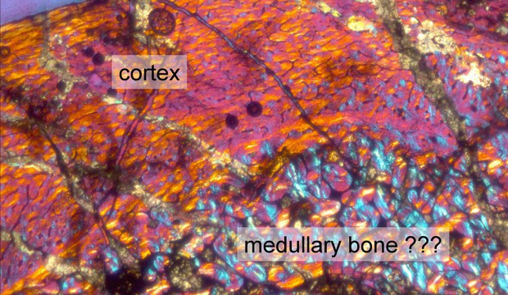 Thin section of the femur of Saturnalia tupiniquim, a basal dinosaur from the Late Triassic of Rio Grande do Sul