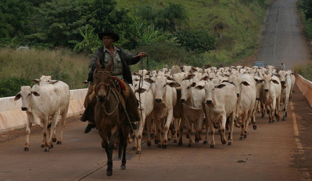 Dois segundos depois um deles quase se adentra pelo pára-brisa da caminhonete: campo para o Cretáceo no sul de Goiás (2005)