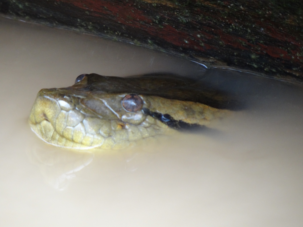 August/2013 field-trip - Anaconda trapped under the boat, Purus River