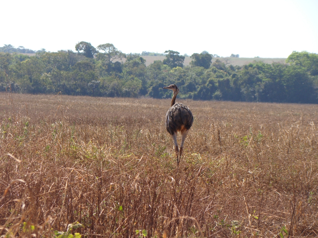 Campo Junho/2011 - Tinha uma ema no meio do caminho