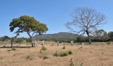 June/2011 field work - Facing Cambambe Hill, Chapada dos Guimarães -MT